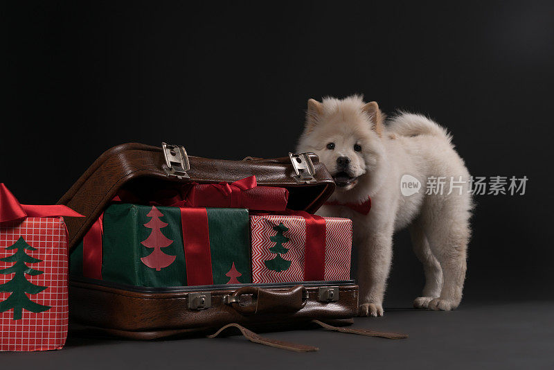 松狮犬和圣诞礼物