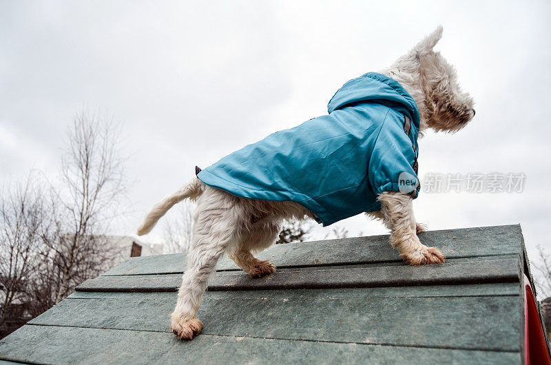 Westie狗俯瞰城市