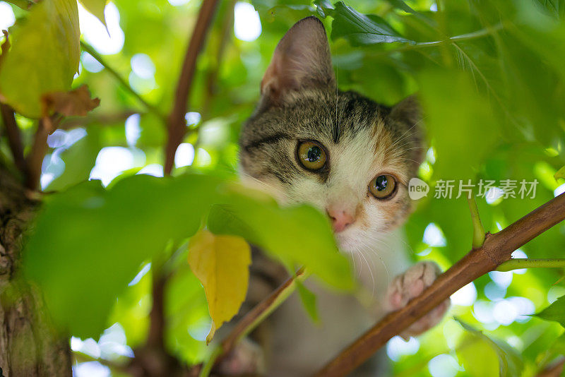 小猫躲在灌木丛里