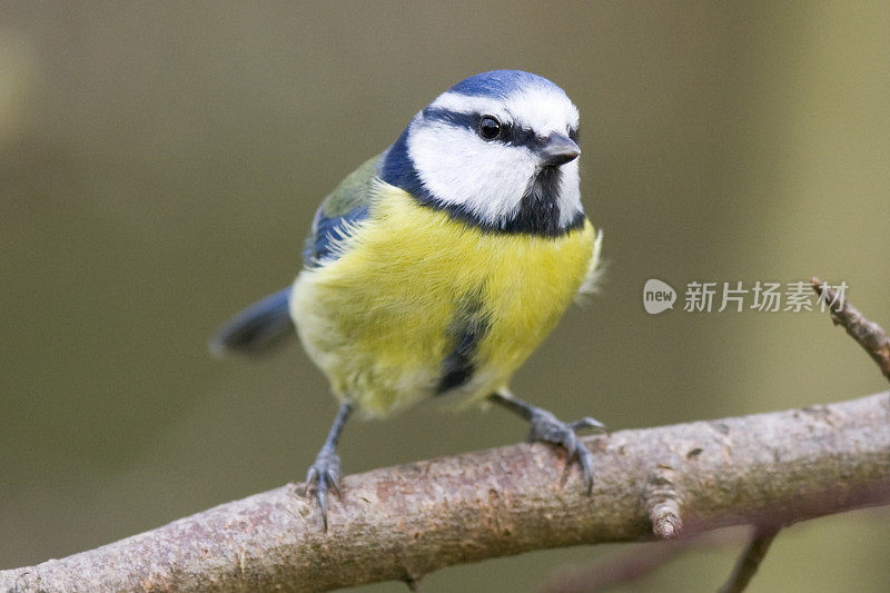 蓝山雀(青翠鸟)