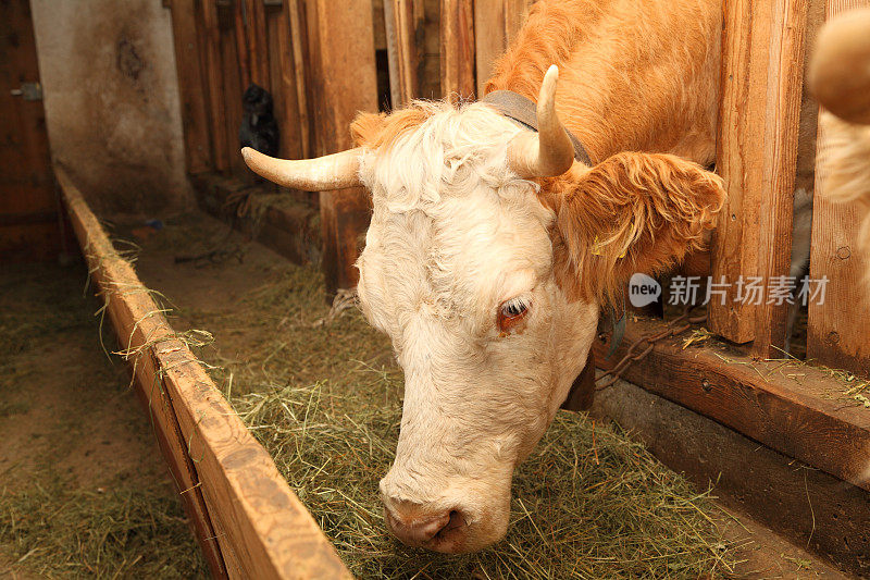西门塔尔奶牛在它们舒适的牛棚里吃干草