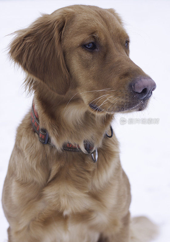 金毛猎犬