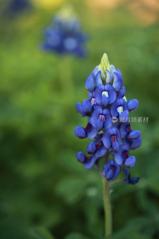 矢车菊的花