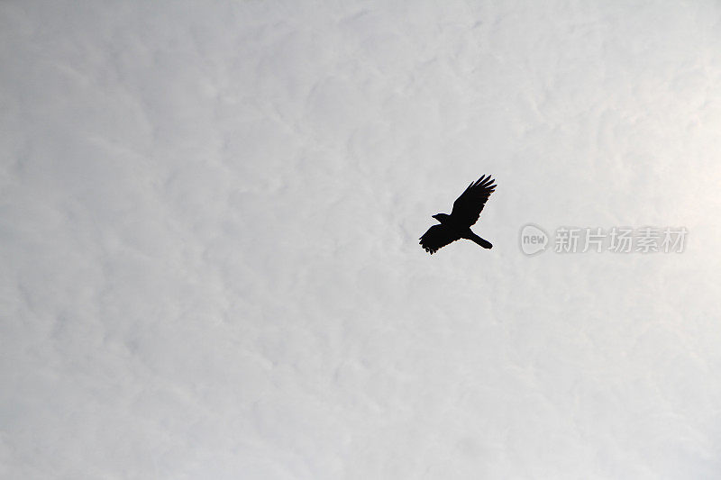 鹰在天空中翱翔的剪影