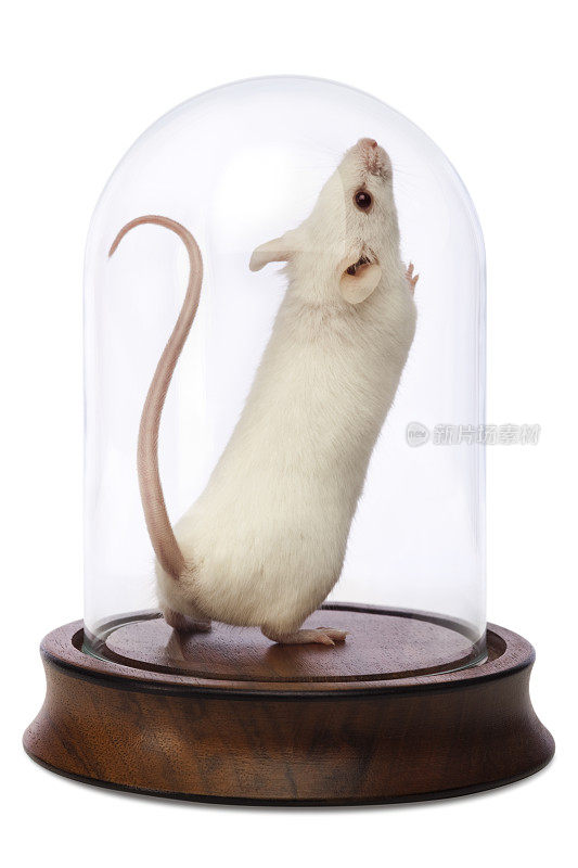 玻璃穹顶下的小白鼠
