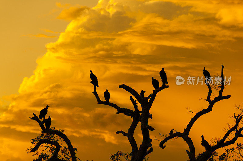 日落时树上的秃鹰