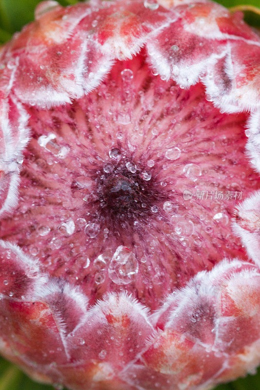 近距离的一个王Protea花与水滴