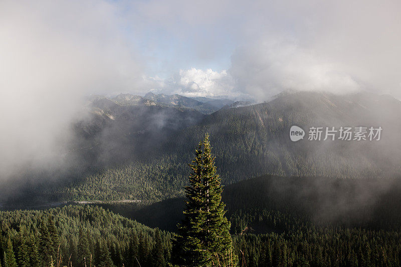 雷尼尔山国家公园的雾和树