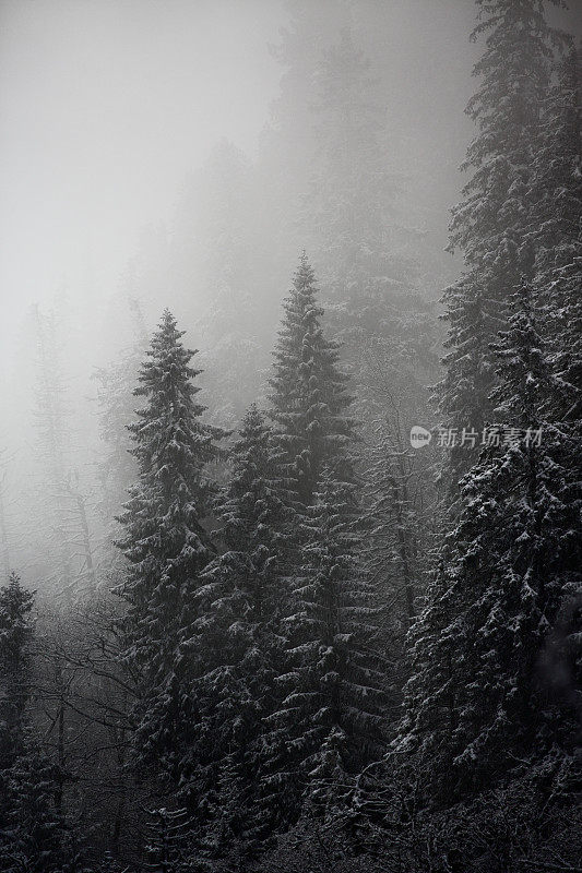 山上有森林，有雪，有雾