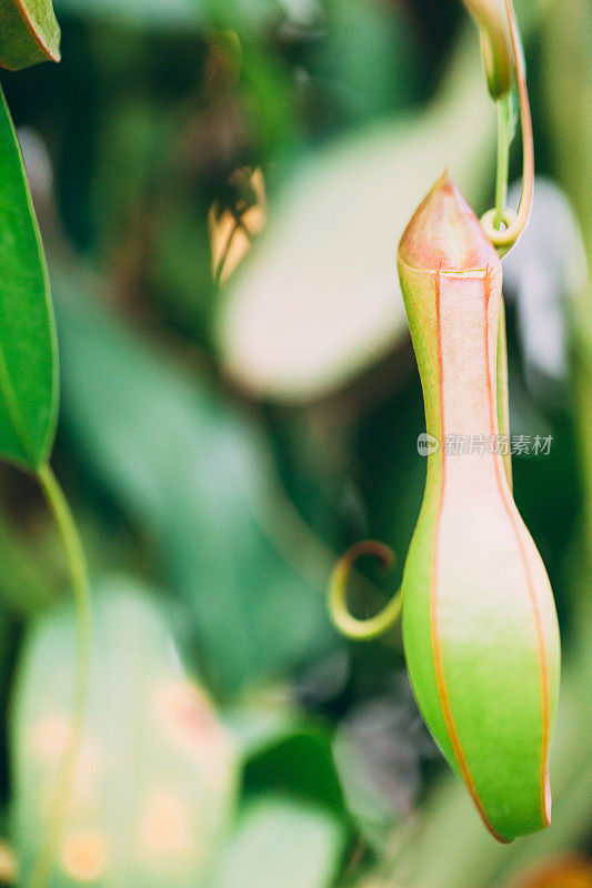 食虫植物