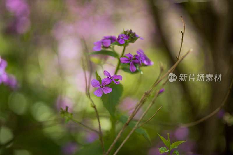 紫色的花瓣