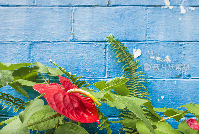 热带花和蕨类在夏威夷与蓝色墙背景