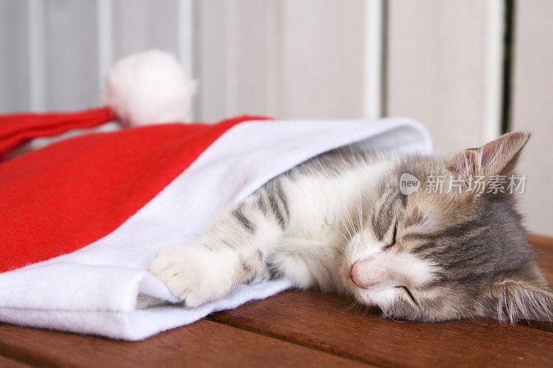 小猫睡在圣诞老人的帽子里