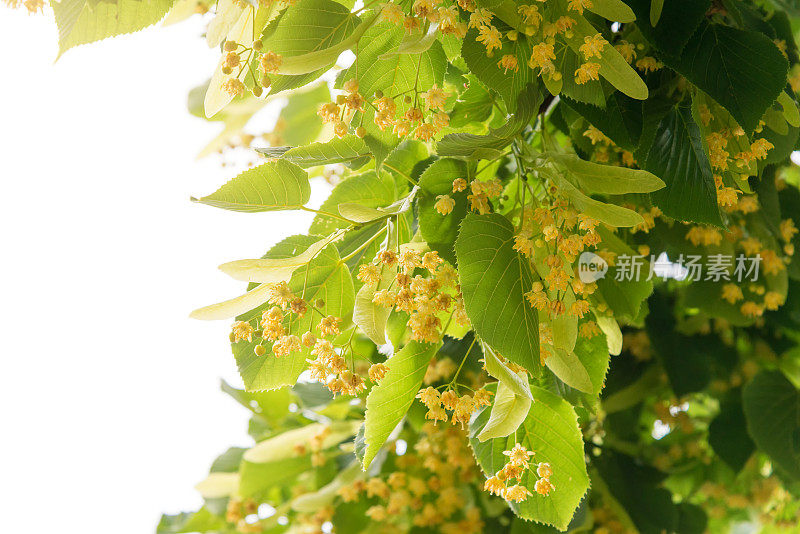 椴树或椴树开花