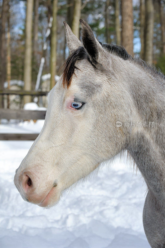 马与蓝色眼睛头部射击，斑纹灰色侧视图