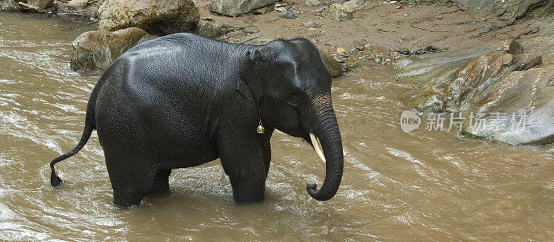 大象在河