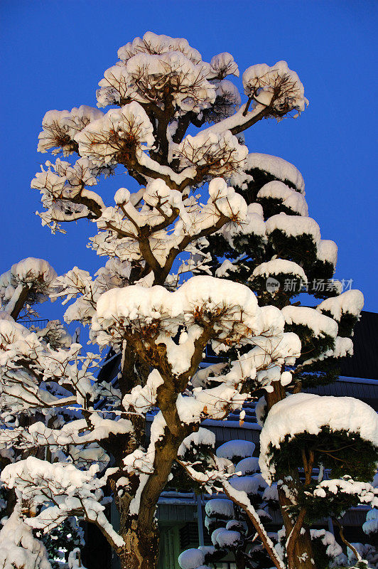 冬天的盆景树