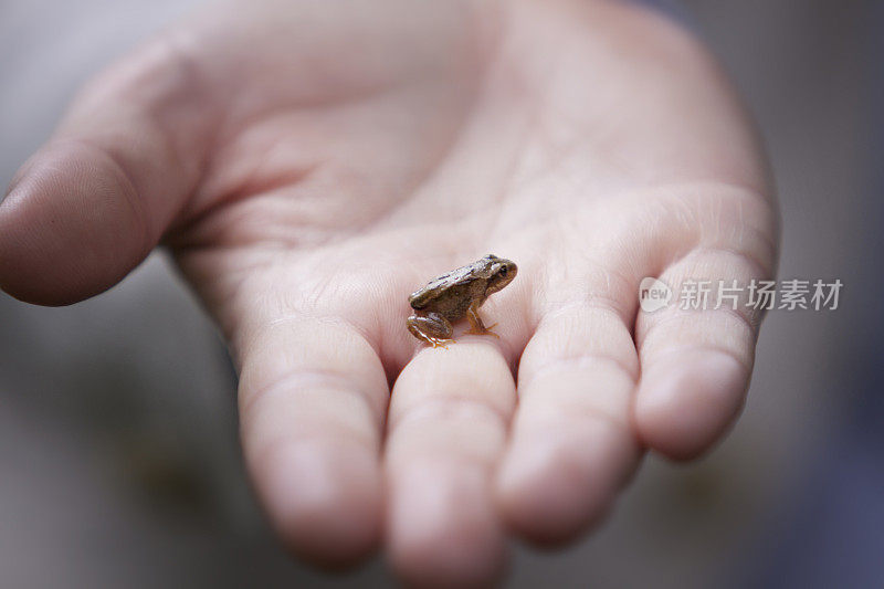 人手里的小青蛙