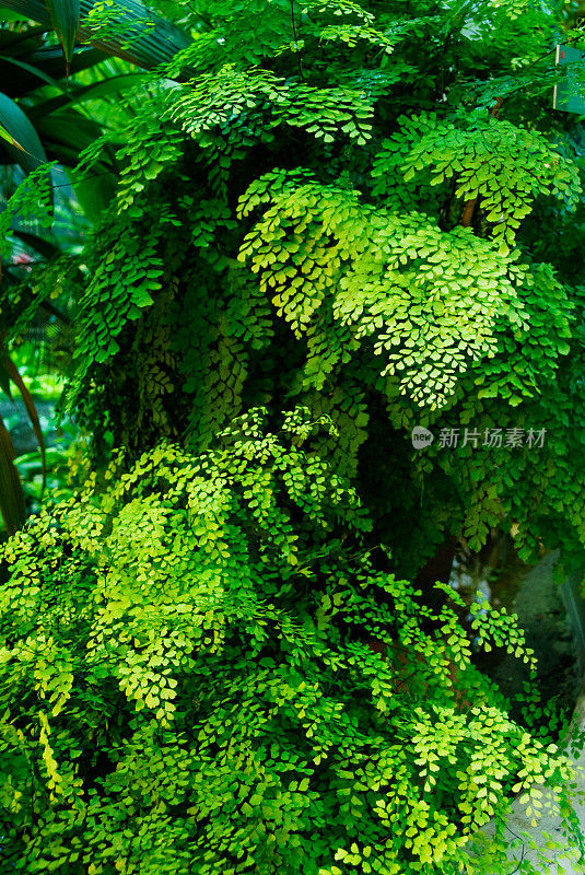 孔雀草蕨类植物