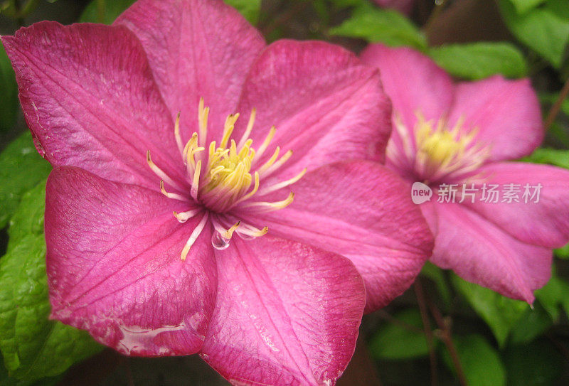 粉红色的花朵