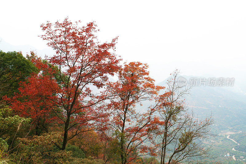 秋天山上的红枫树