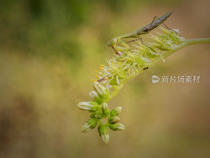 螳螂在花