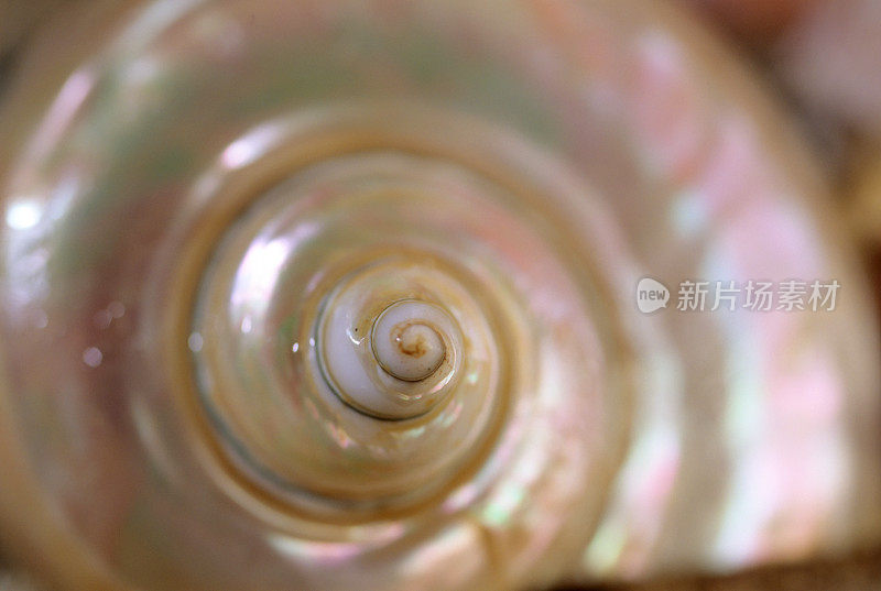 snail-type海贝特写