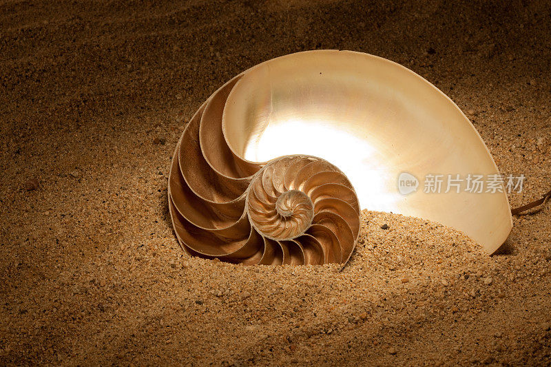 鹦鹉螺在沙