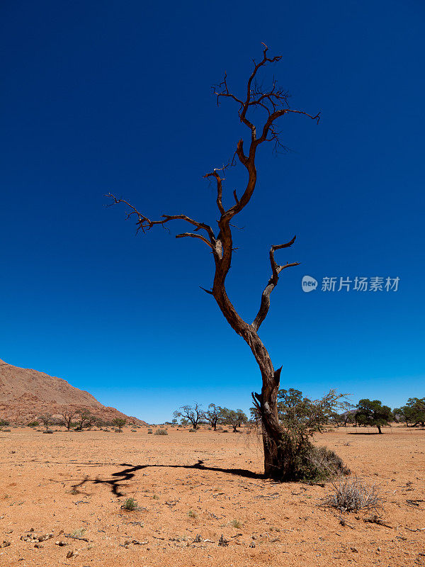 骆驼刺树，纳米比亚