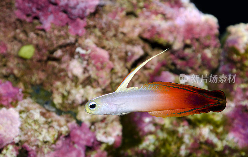 鱼在水族馆游泳的特写镜头