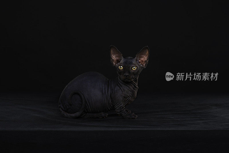 Sphynx猫