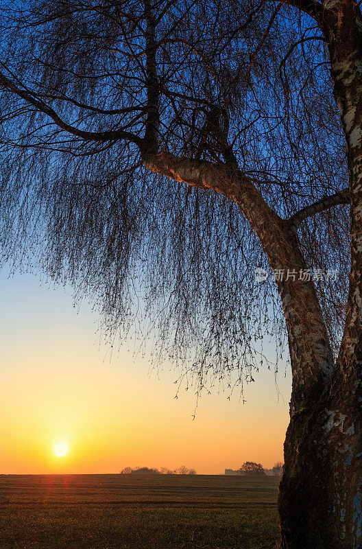 下巴伐利亚的风景:在黎明如画的桦树