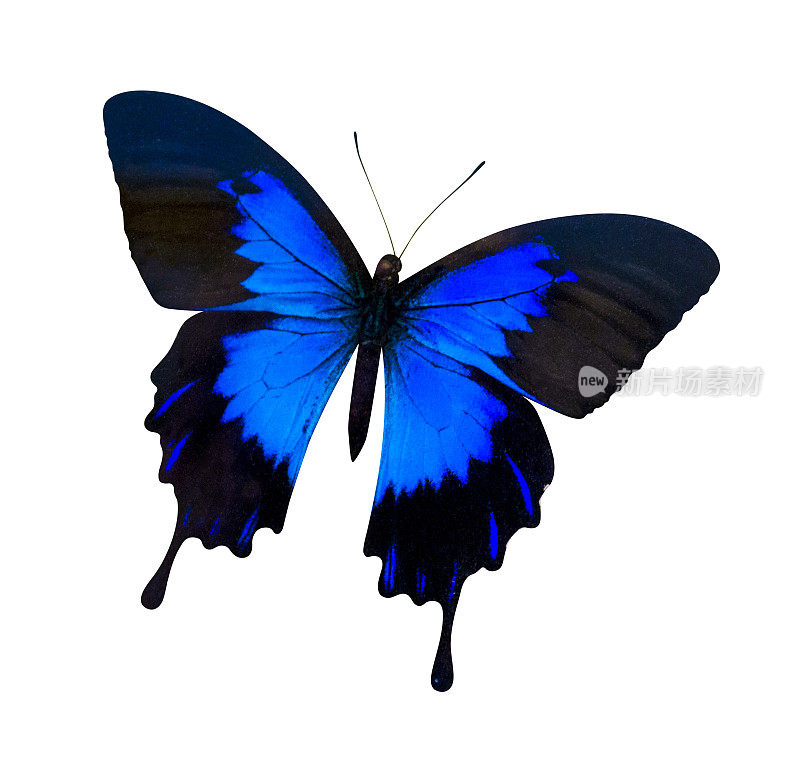 凤蝶尤利西斯孤立在白色上。白底蝴蝶尤利西斯凤蝶
