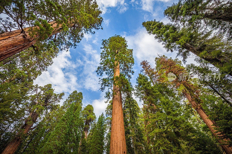 美国加州红杉国家公园内著名的巨型红杉树的广角视图