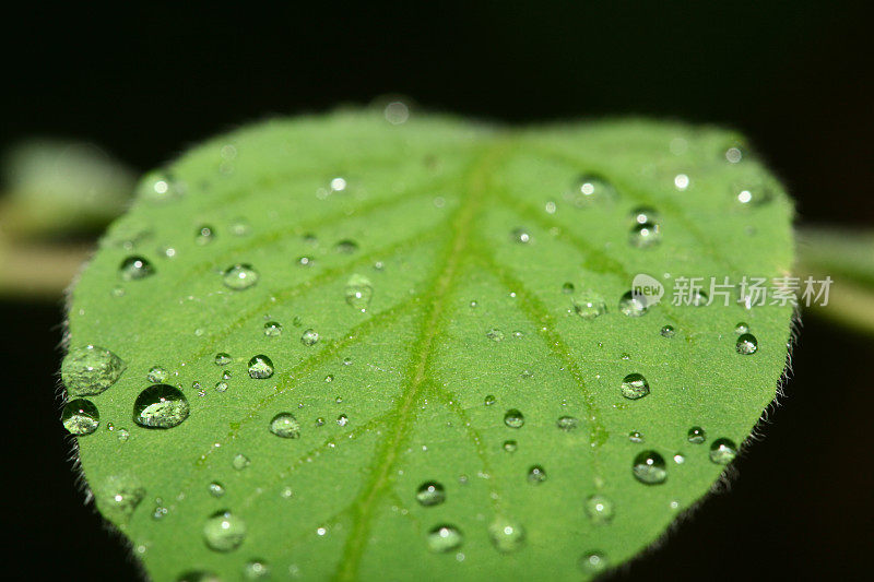 雨后一片树叶的微距