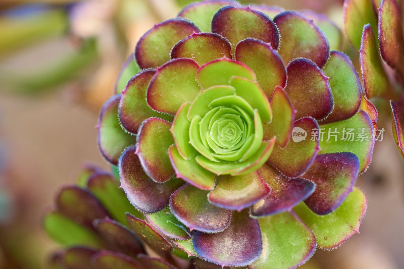 Aeonium(树石莲花)