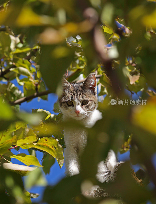 猫在叶子