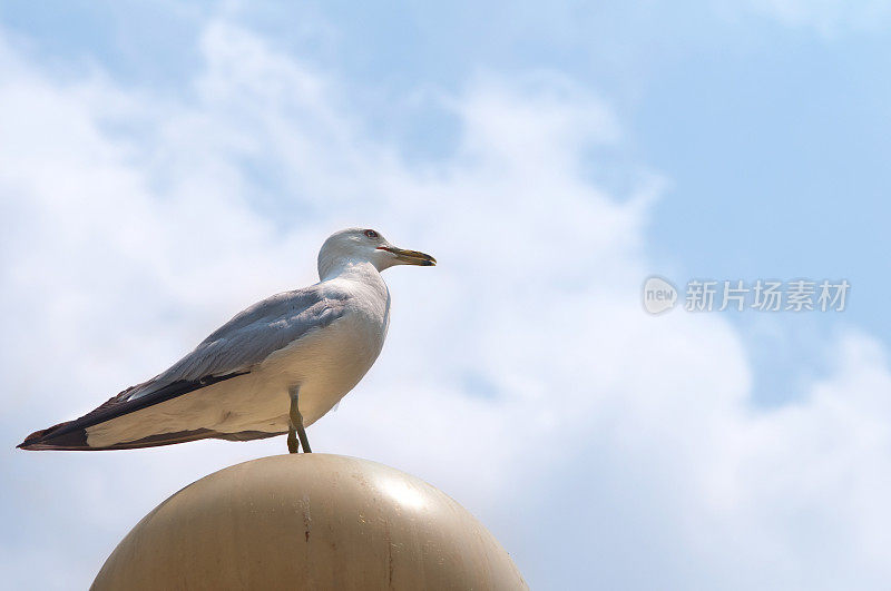 海鸥在天空