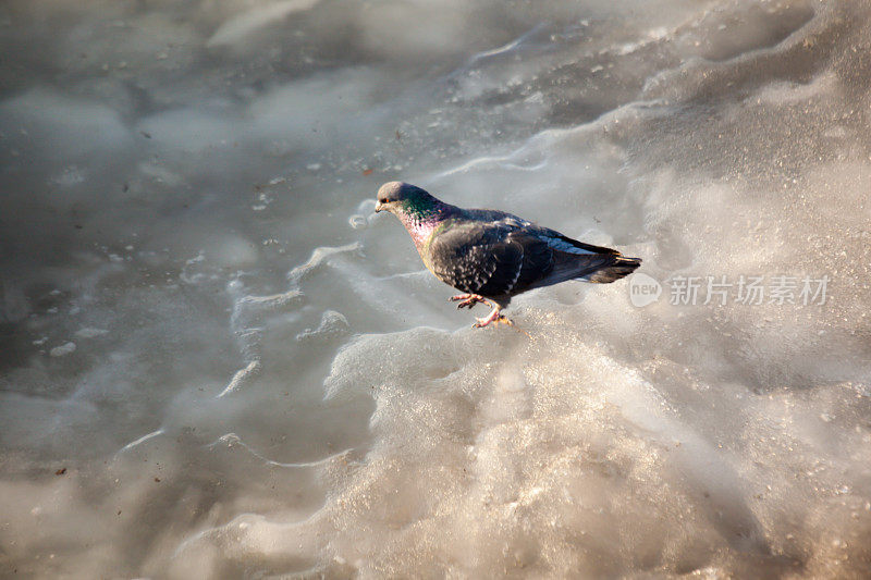 鸟在冰上寻找食物