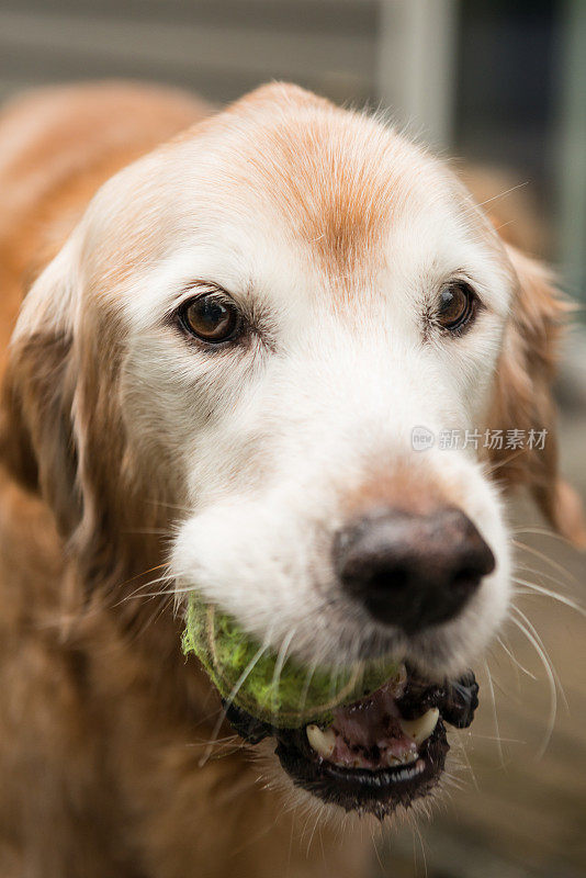 纯种金毛猎犬