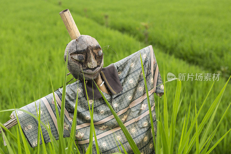 亚洲稻田里的稻草人