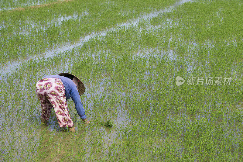 越南稻田工人手工种植水稻