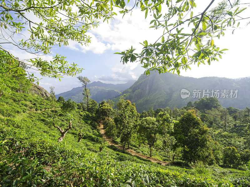 小亚当峰山坡上的茶园