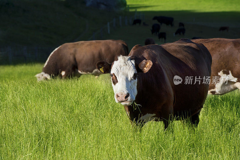 新西兰的赫里福德奶牛