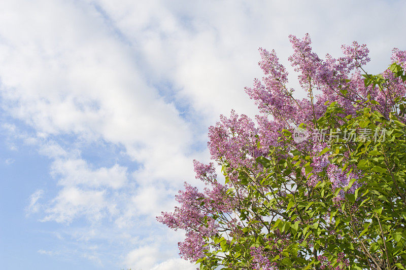 粉色紫丁香-蓝天