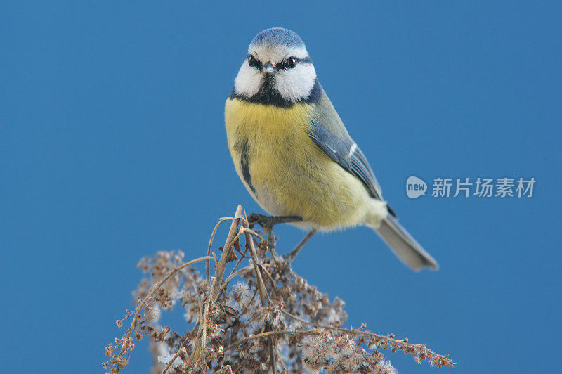 小枝上的蓝山雀