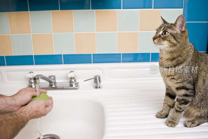 边看猫边洗手