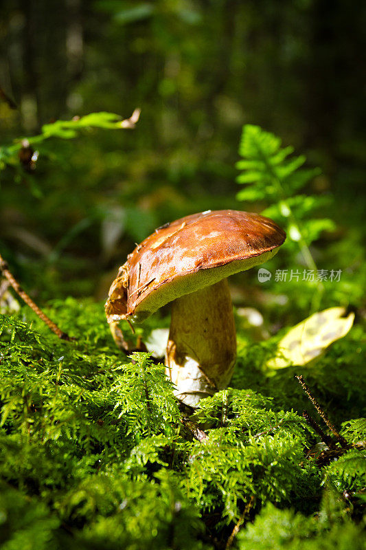 牛肝菌的特写镜头