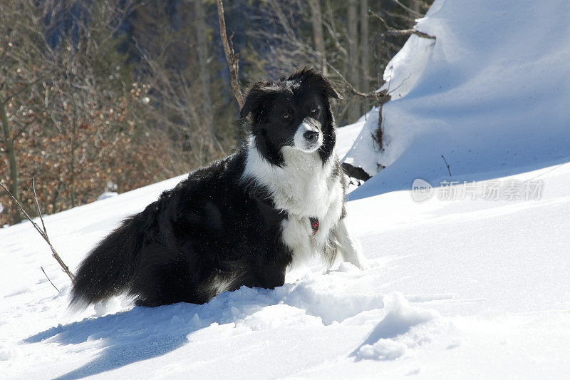 边境牧羊犬