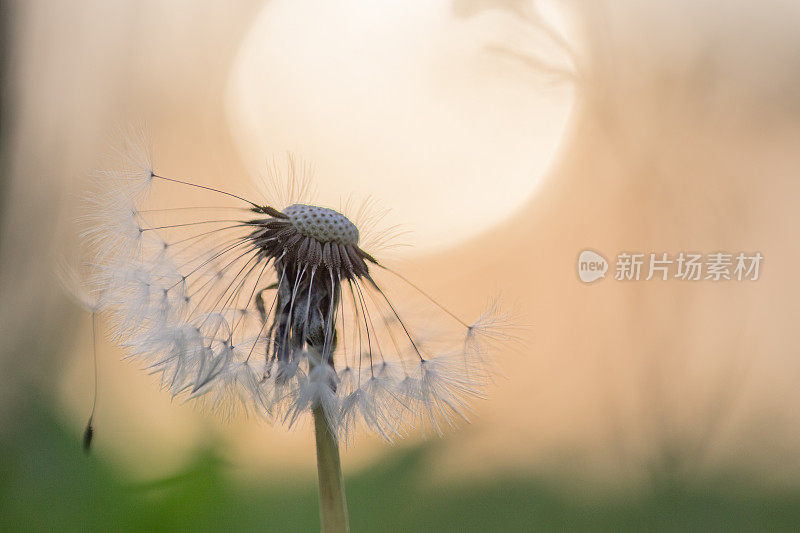 夕阳下的蒲公英